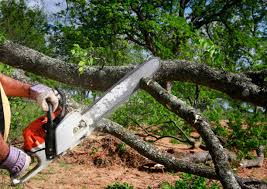 Best Seasonal Cleanup (Spring/Fall)  in Milford Mill, MD